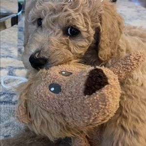 Meet your Posher, Sofia